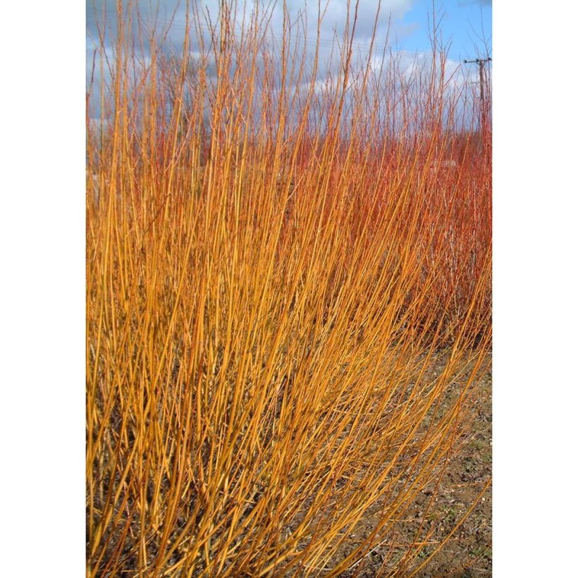 Silber-Weide var. Vitellina - Salix alba (Wuchs)