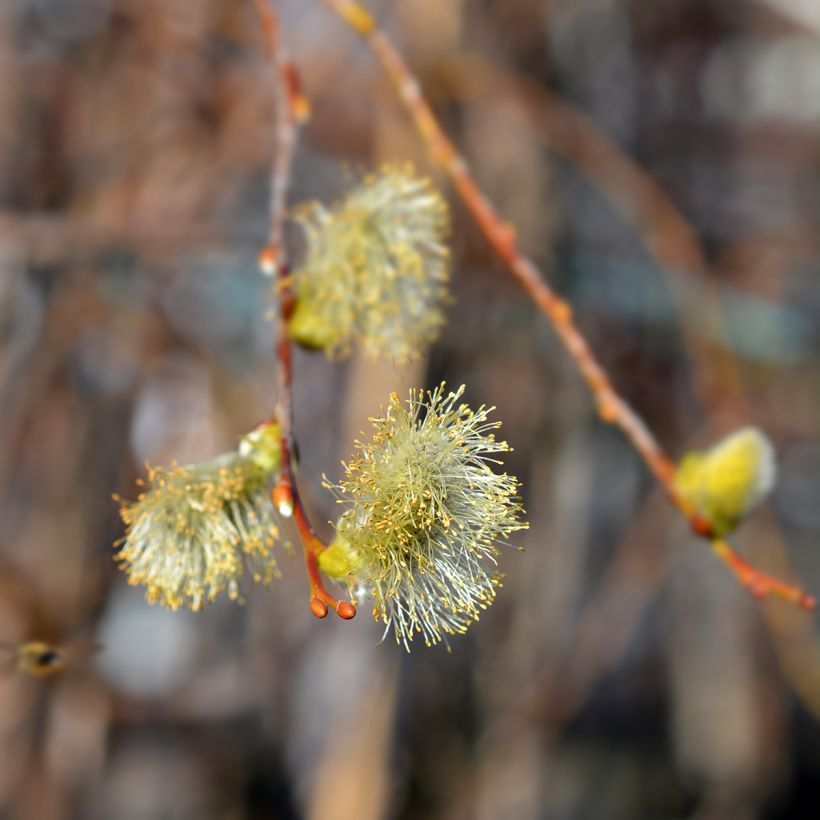 Sal-Weide Curly Locks - Salix caprea (Flowering)