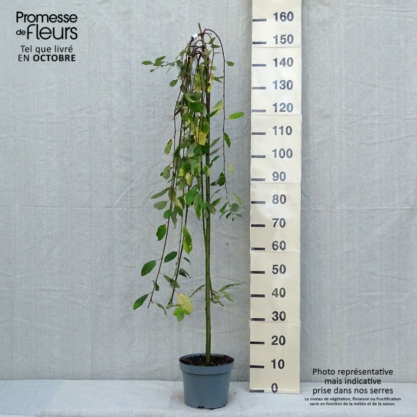 Exemplar von Sal-Weide Kilmarnock - Salix caprea Topf mit 4L/5L, Stamm wie im Herbst geliefert
