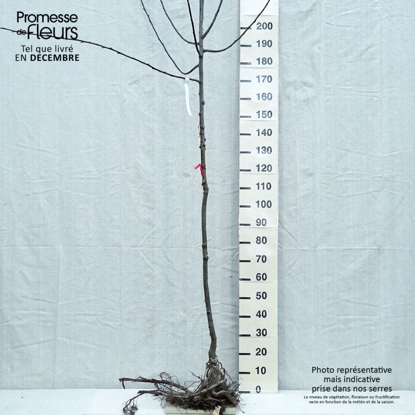 Exemplar von Sal-Weide - Salix caprea Wurzelnackt, Stamm wie im Winter geliefert