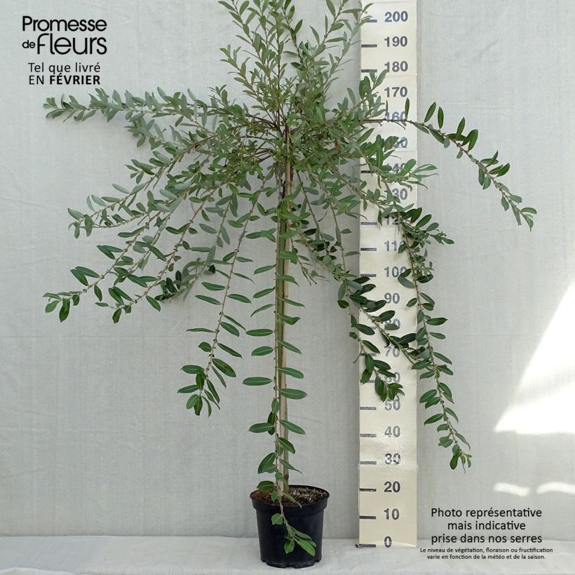 Exemplar von Rosa Riesen-Salweide Mount Aso - Salix gracilistyla Topf mit 6L/7L, Stamm wie im Herbst geliefert