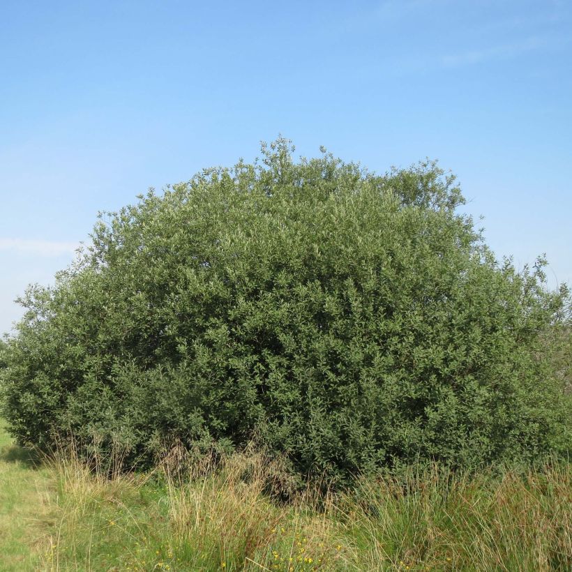 Aschgraue Weide - Salix cinerea (Wuchs)