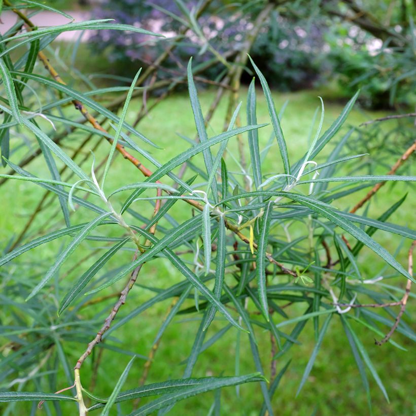 Schmalblättrige Lavendel-Weide Angustifolia - Salix elaeagnos subsp. angustifolia (Foliage)