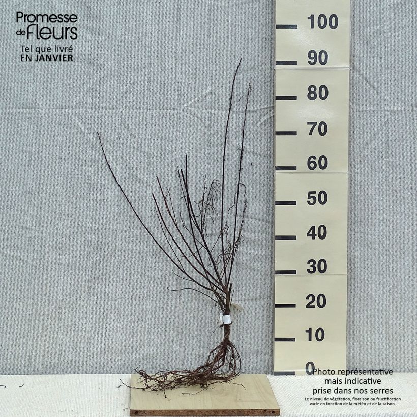 Exemplar von Schmalblättrige Lavendel-Weide Angustifolia - Salix elaeagnos subsp. angustifolia Wurzelnackt wie im Winter geliefert