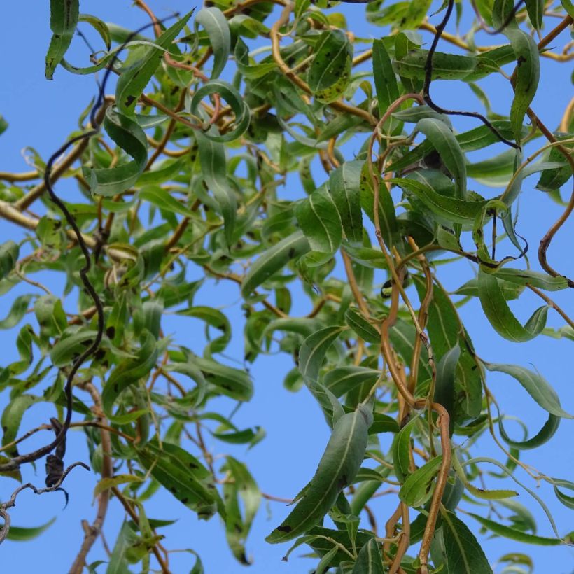 Lockenweide - Salix erythroflexuosa (Foliage)