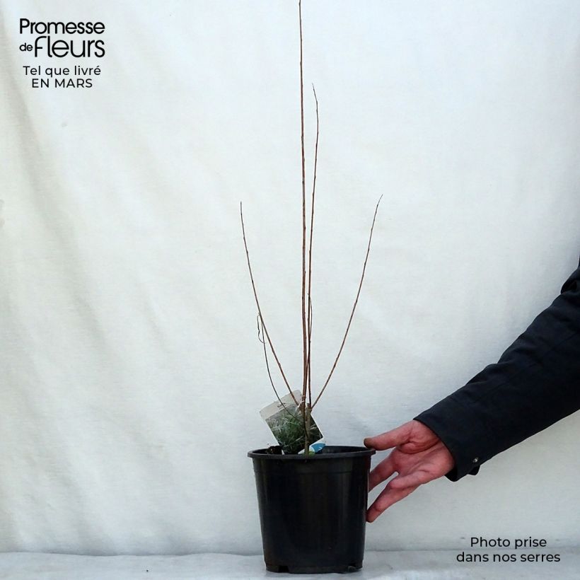 Exemplar von Koyoten-Weide - Salix exigua Topf mit 3L/4L wie im Frühjahr geliefert