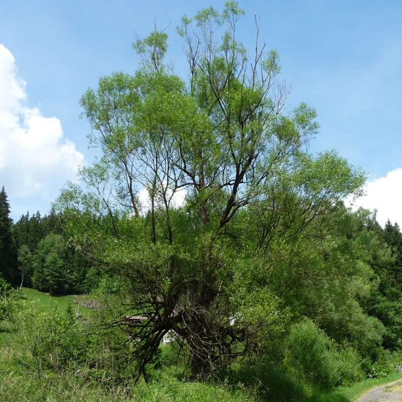 Bruch-Weide - Salix fragilis (Plant habit)