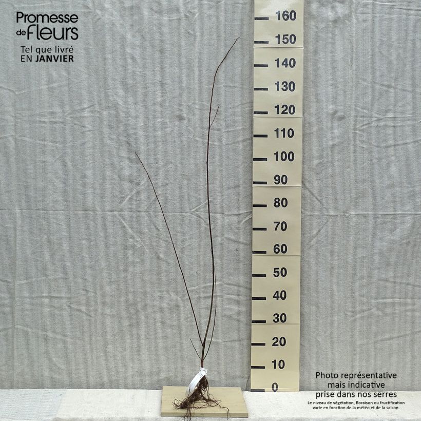 Example of Bruch-Weide - Salix fragilis Wurzelnackt as you get in hiver