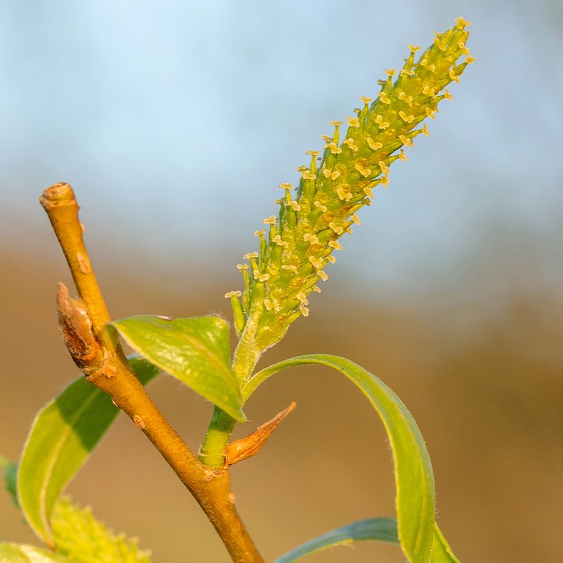 Bruch-Weide - Salix fragilis (Flowering)