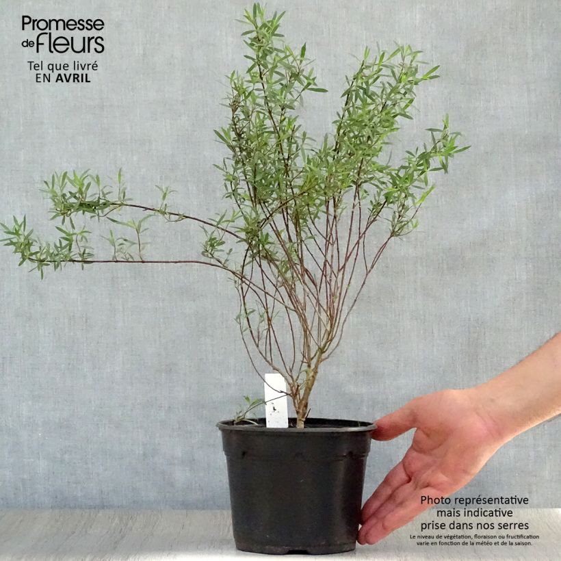 Example of Purpur-Weide Nana - Salix purpurea Topf mit 2L/3L as you get in printemps