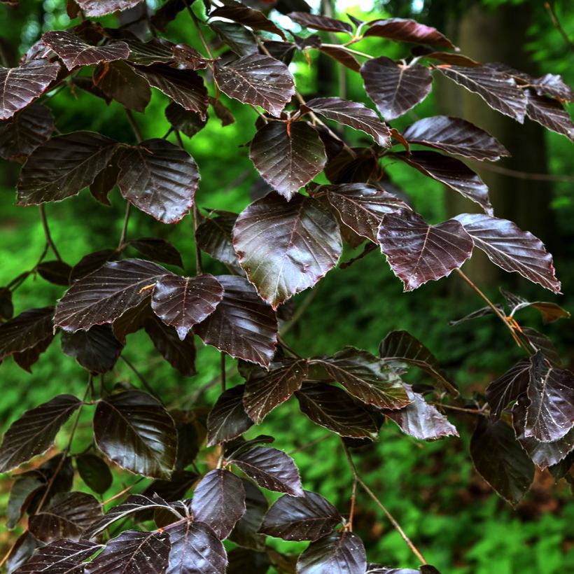 Purpur-Weide Nana - Salix purpurea (Foliage)