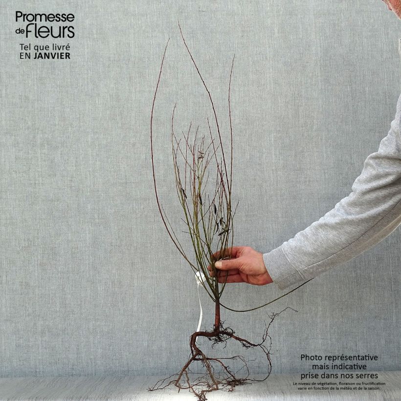 Example of Purpur-Weide Nana - Salix purpurea Wurzelnackt as you get in hiver