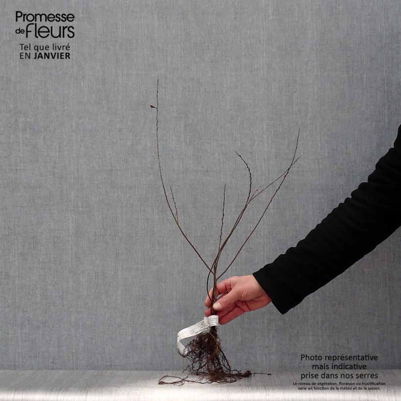 Exemplar von Kriech-Weide Nitida - Salix repens Wurzelnackt wie im Winter geliefert