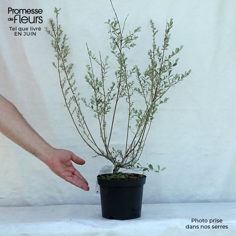 Exemplar von Kriech-Weide - Salix repens Topf mit 2L/3L wie im Sommer geliefert
