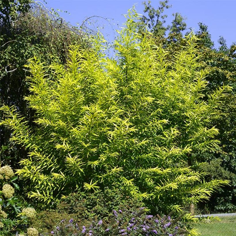 Drachenweide Golden Sunshine - Salix sachalinensis (Wuchs)