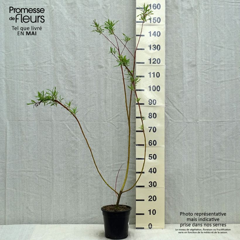 Exemplar von Drachenweide Sekka - Salix sachalinensis Topf mit 3L/4L wie im Frühjahr geliefert