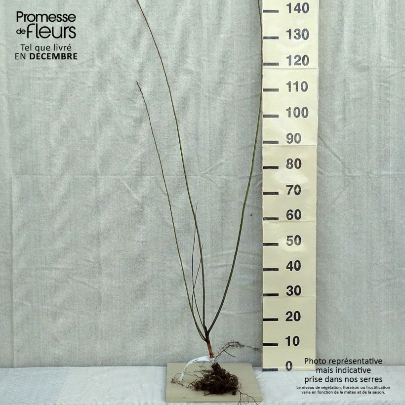 Exemplar von Mandel-Weide - Salix triandra Wurzelnackt wie im Winter geliefert