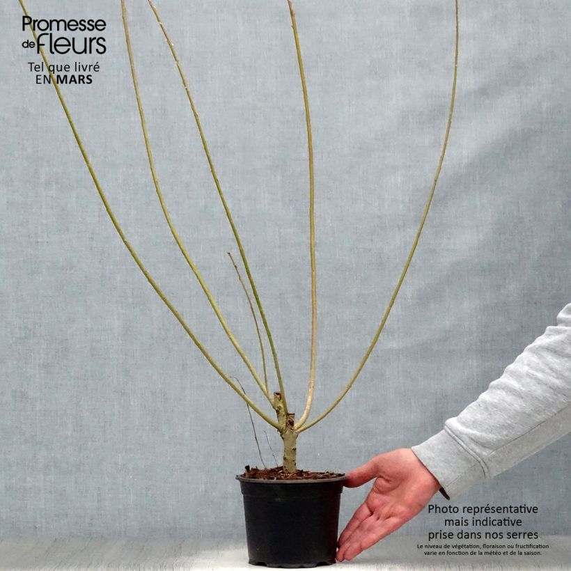 Exemplar von Korb-Weide - Salix viminalis Topf mit 1,5L/2L wie im Frühjahr geliefert