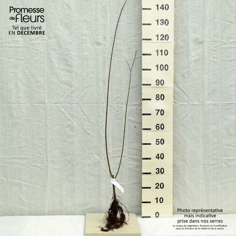 Exemplar von Korb-Weide - Salix viminalis Wurzelnackt wie im Winter geliefert