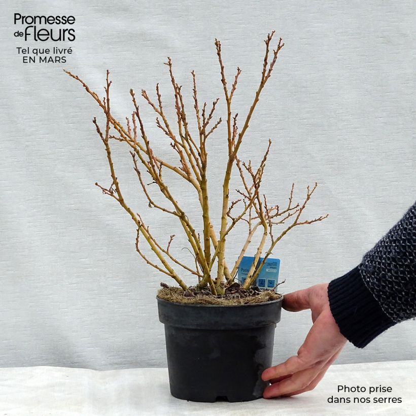 Exemplar von Kriech Weide - Salix tetrapla Topf mit 2L/3L wie im Winter geliefert
