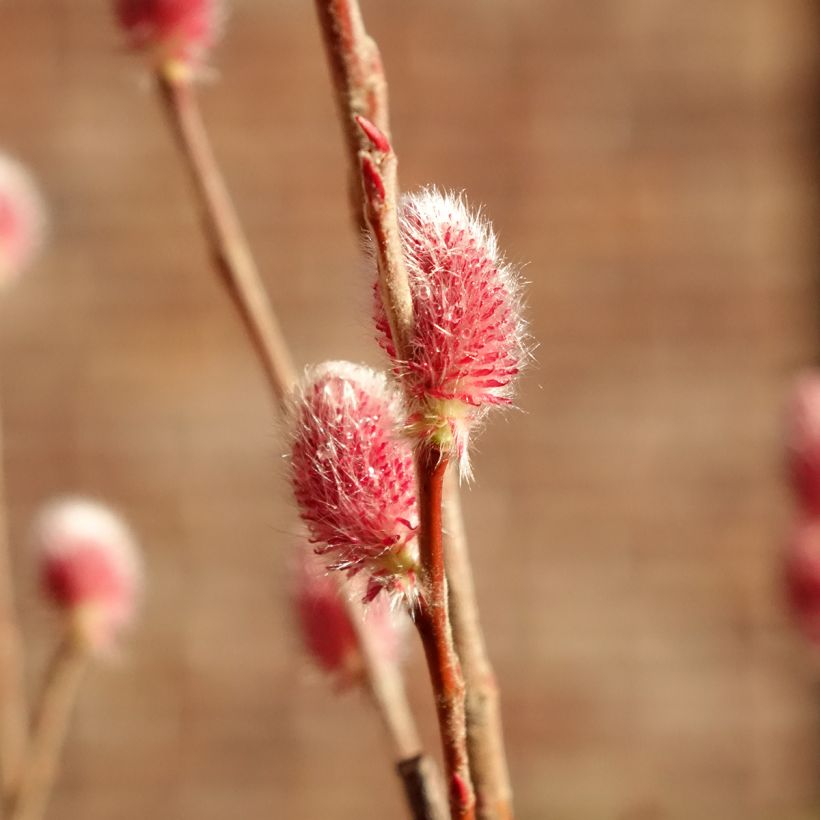Rosa Riesen-Salweide Mount Aso - Salix gracilistyla (Blüte)