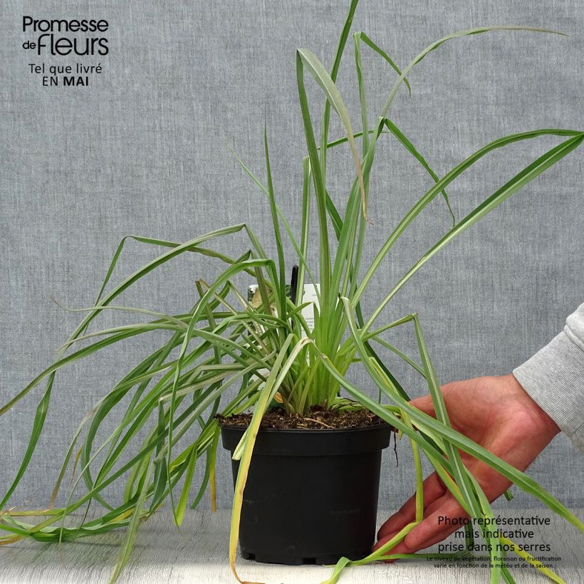Example of Haferwurzel - Tragopogon porrifolius Topf mit 1,5L/2L as you get in printemps