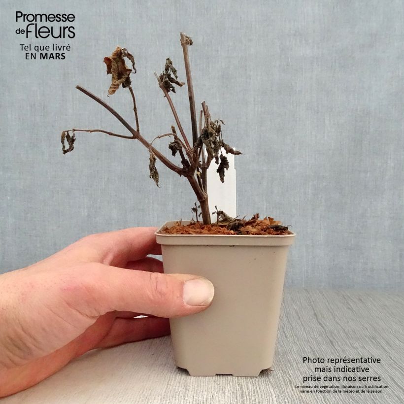 Exemplar von Salvia guaranitica Amante - Guarani-Salbei Kleine Töpfe von 8/9 cm wie im Frühjahr geliefert