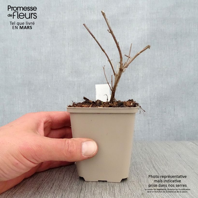 Exemplar von Salvia Delice Gold and Wine - Ziersalbei Kleine Töpfe von 8/9 cm wie im Frühjahr geliefert