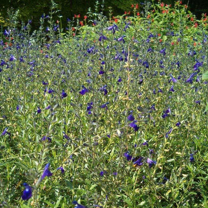 Salvia coahuilensis - Salbei (Plant habit)
