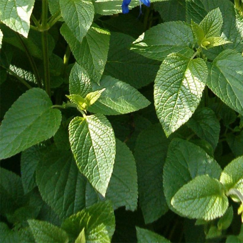 Salvia guaranitica Black and Blue - Guarani-Salbei (Foliage)