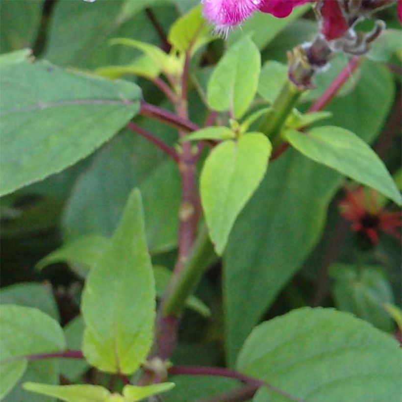Salvia involucrata Bethelii - Pfingstrosen-Salbei (Foliage)