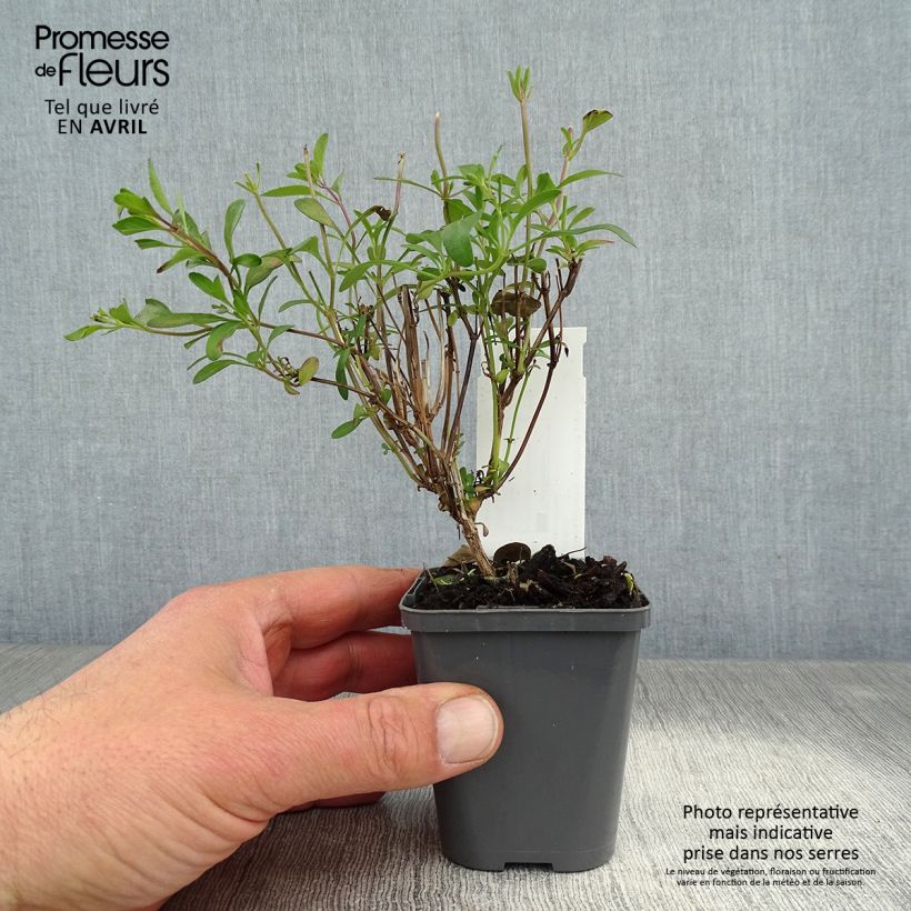 Example of Salvia jamensis Violette de Loire Kleine Töpfe von 7/8 cm as you get in printemps