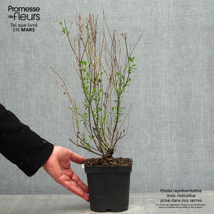 Example of Salvia jamensis Violette de Loire Topf mit 2L/3L as you get in printemps