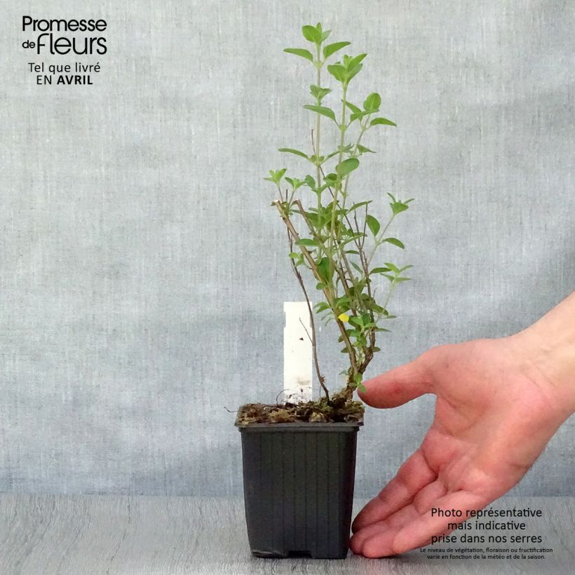 Example of Salvia microphylla Royal Bumble Kleine Töpfe von 8/9 cm as you get in printemps