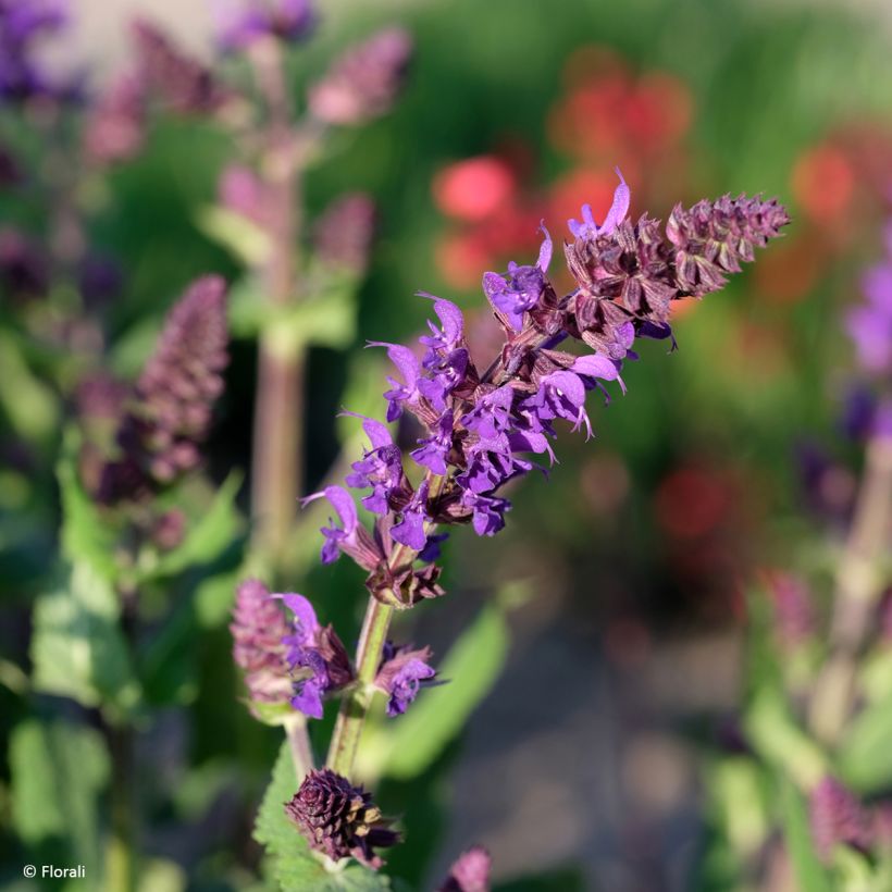 Salvia nemorosa Bazuin Dark Night - Steppen-Salbei (Blüte)