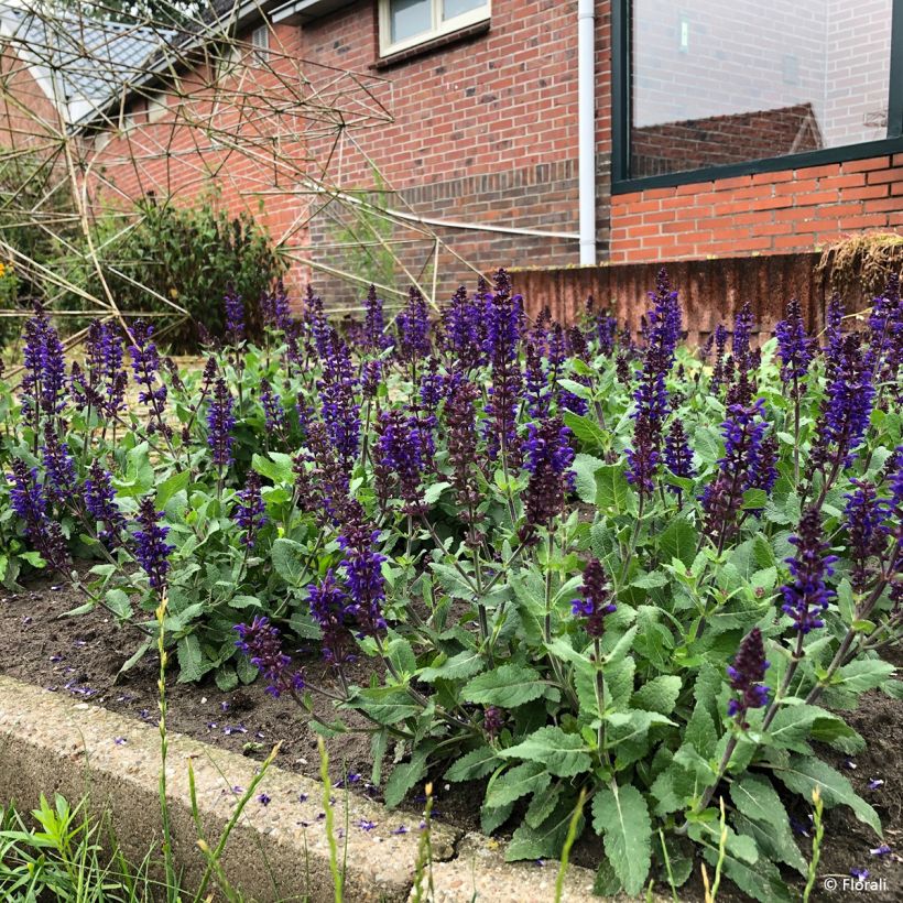Salvia nemorosa Bazuin Dark Night - Steppen-Salbei (Wuchs)