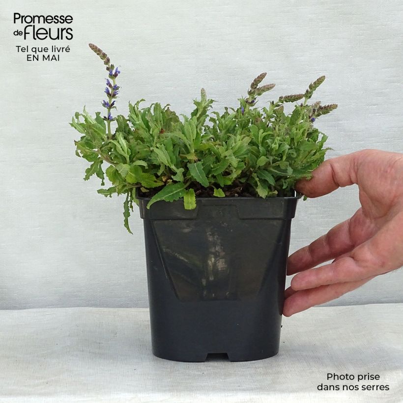 Example of Salvia nemorosa Blauhügel - Steppen-Salbei Kleine Töpfe von 8/9 cm as you get in printemps