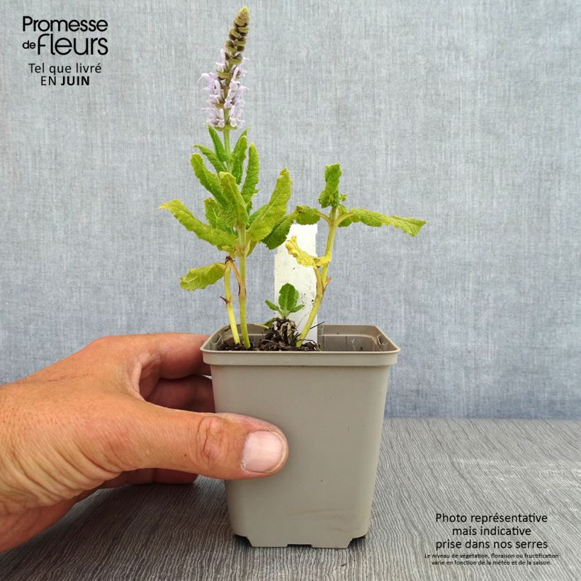 Exemplar von Salvia nemorosa Bumblesky - Steppen-Salbei Kleine Töpfe von 8/9 cm wie im Frühjahr geliefert