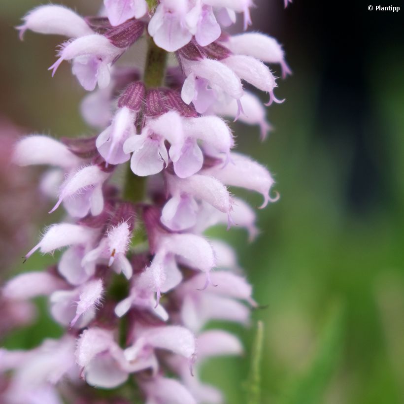 Salvia nemorosa Feathers Flamingo - Steppen-Salbei (Flowering)