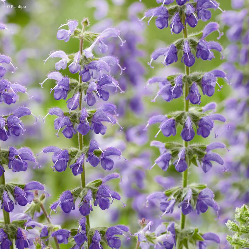 Salvia Feathers Peacock - Guarani-Salbei (Blüte)