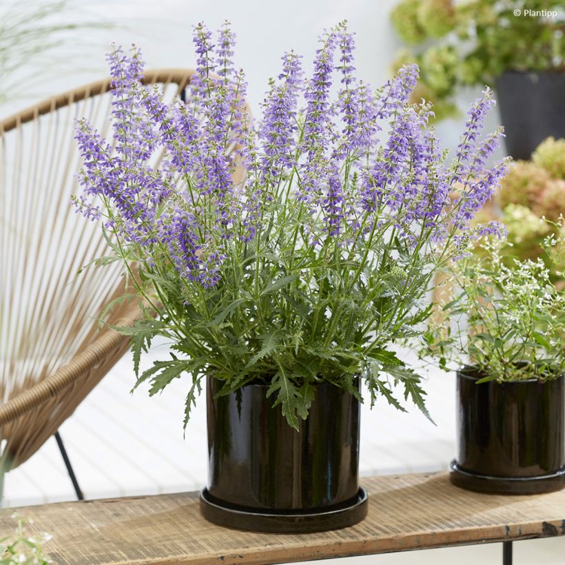 Salvia Feathers Peacock - Guarani-Salbei (Wuchs)