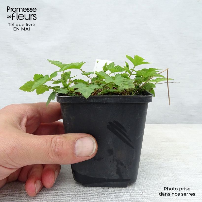 Exemplar von Salvia nemorosa Mainacht - Steppen-Salbei Kleine Töpfe von 8/9 cm wie im Frühjahr geliefert