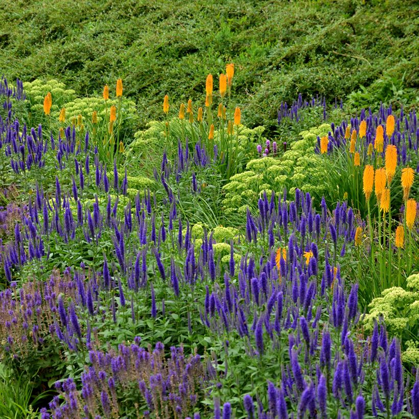 Salvia nemorosa Ostfriesland - Steppen-Salbei (Wuchs)