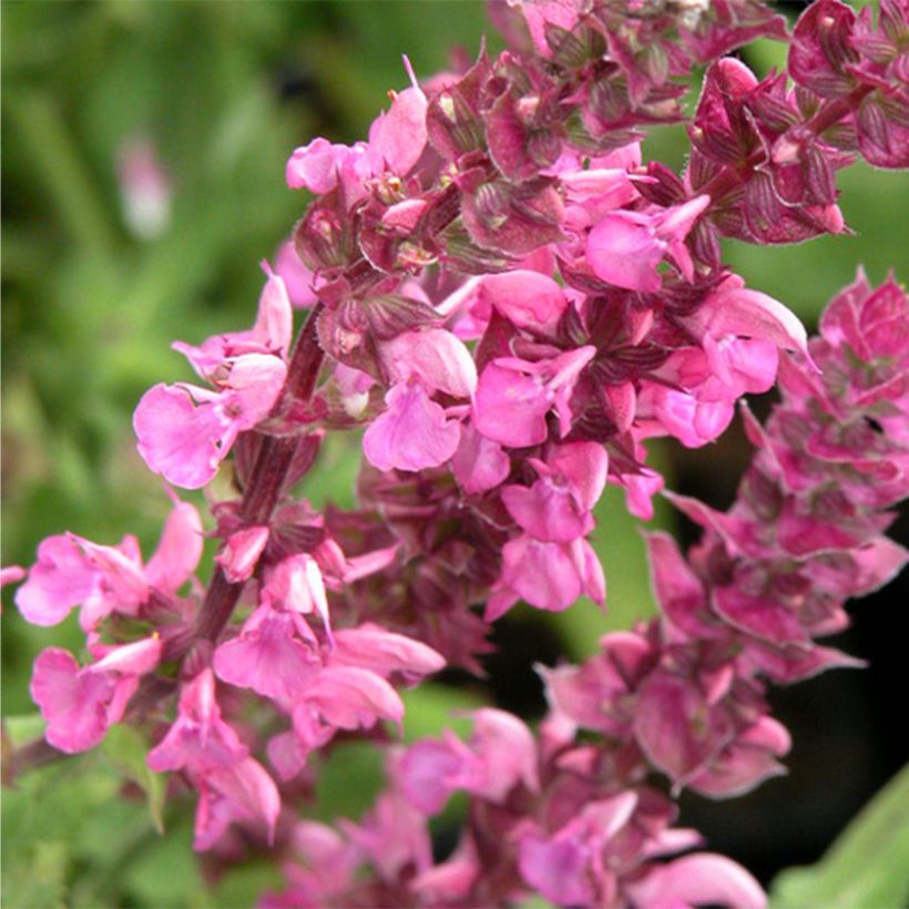 Salvia nemorosa Rose Queen - Steppen-Salbei (Blüte)