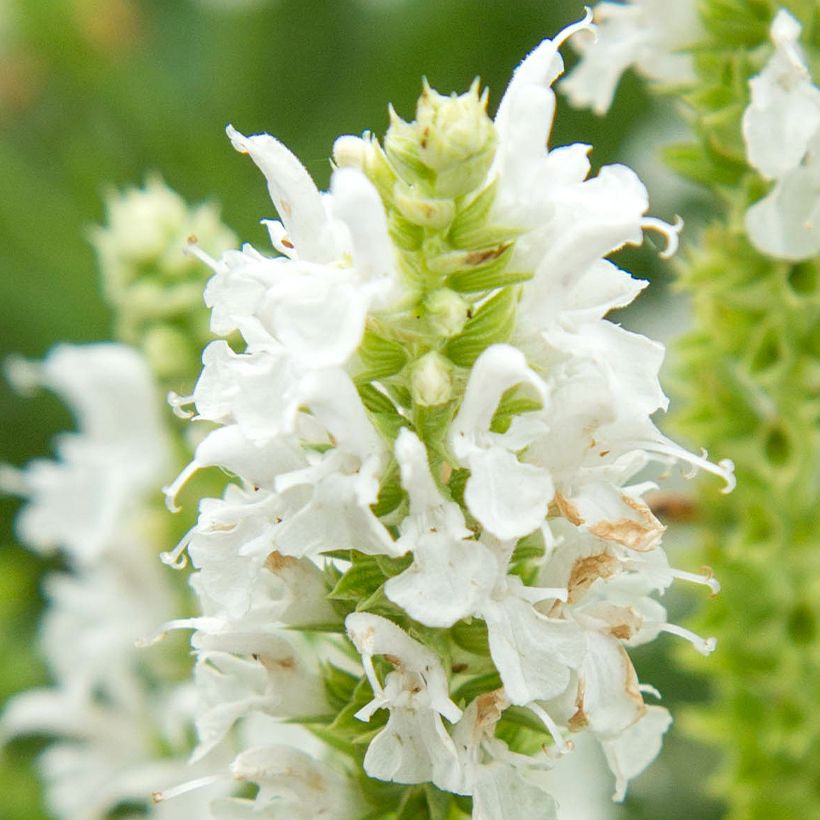 Salvia nemorosa Salute White - Steppen-Salbei (Blüte)