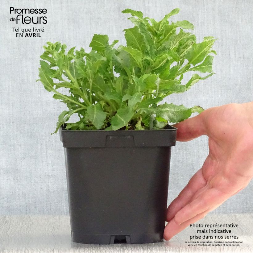 Exemplar von Salvia nemorosa Schneehügel - Steppen-Salbei Topf mit 2L/3L wie im Frühjahr geliefert