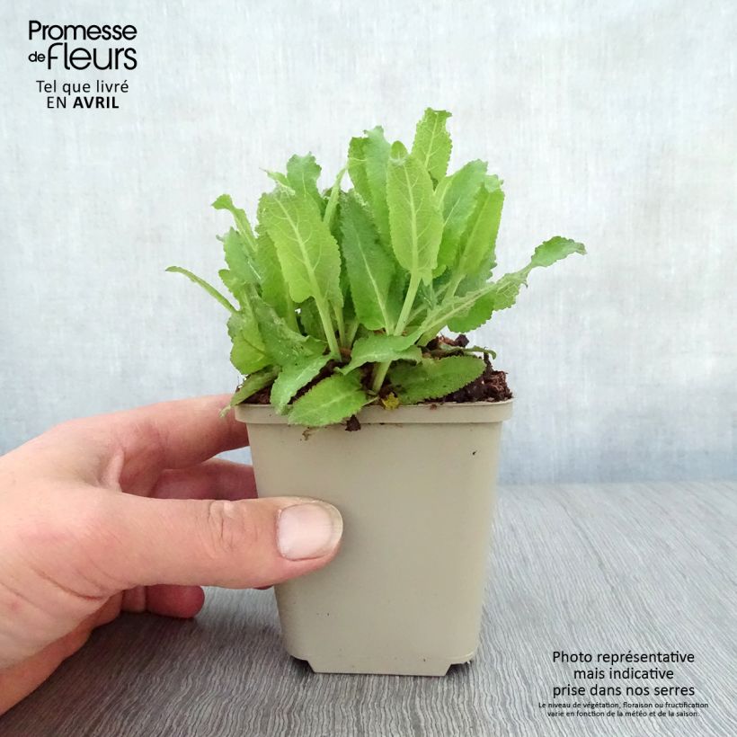 Exemplar von Salvia nemorosa Sensation Rose - Steppen-Salbei Kleine Töpfe von 8/9 cm wie im Frühjahr geliefert