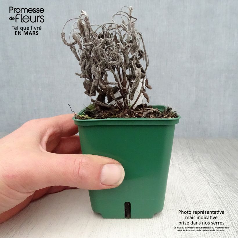 Example of Echter Salbei Icterina - Salvia officinalis Kleine Töpfe von 8/9 cm as you get in printemps