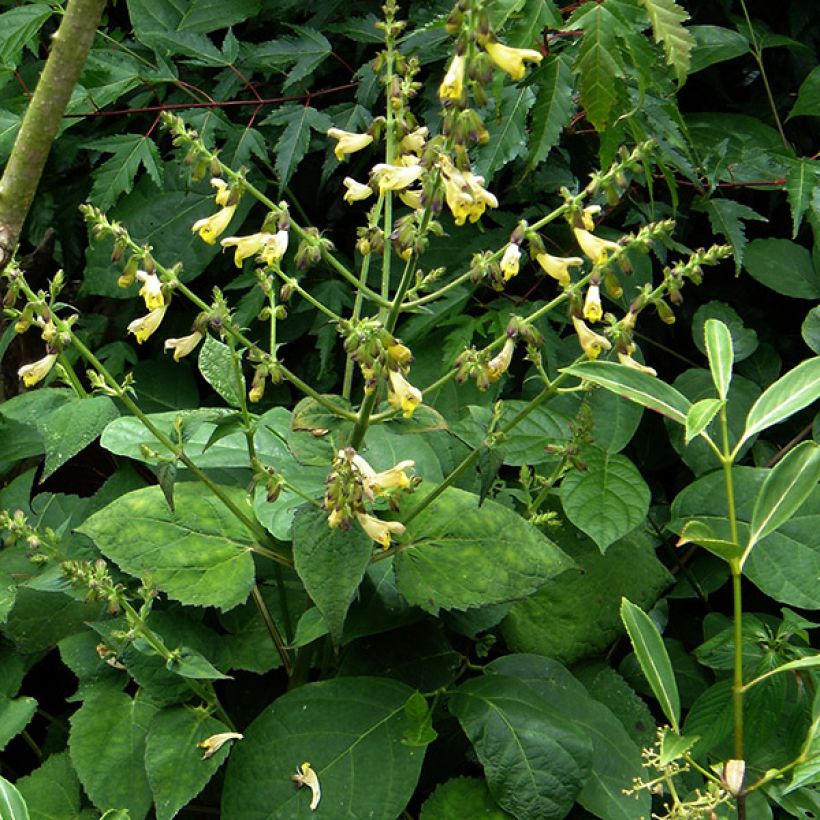 Salvia omeiana - Omei-Salbei (Wuchs)