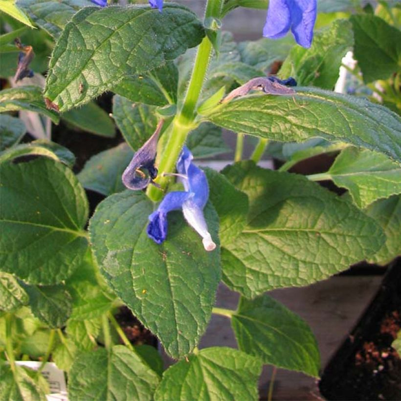 Salvia patens Royal Blue - Mexikanischer Salbei (Foliage)
